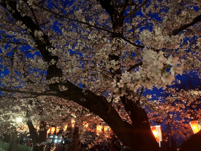 各地でソメイヨシノが‟開花”ーーお花見・歓迎会、お酒の席でのマナーを‟おさらい”