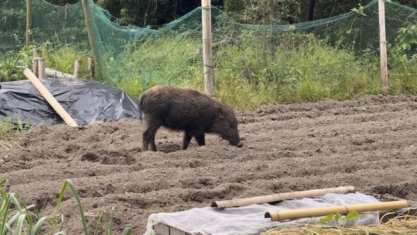 小田急電鉄が獣害に悩む農家を救う？　小田原での「ハンターバンク」実績を全国へ展開